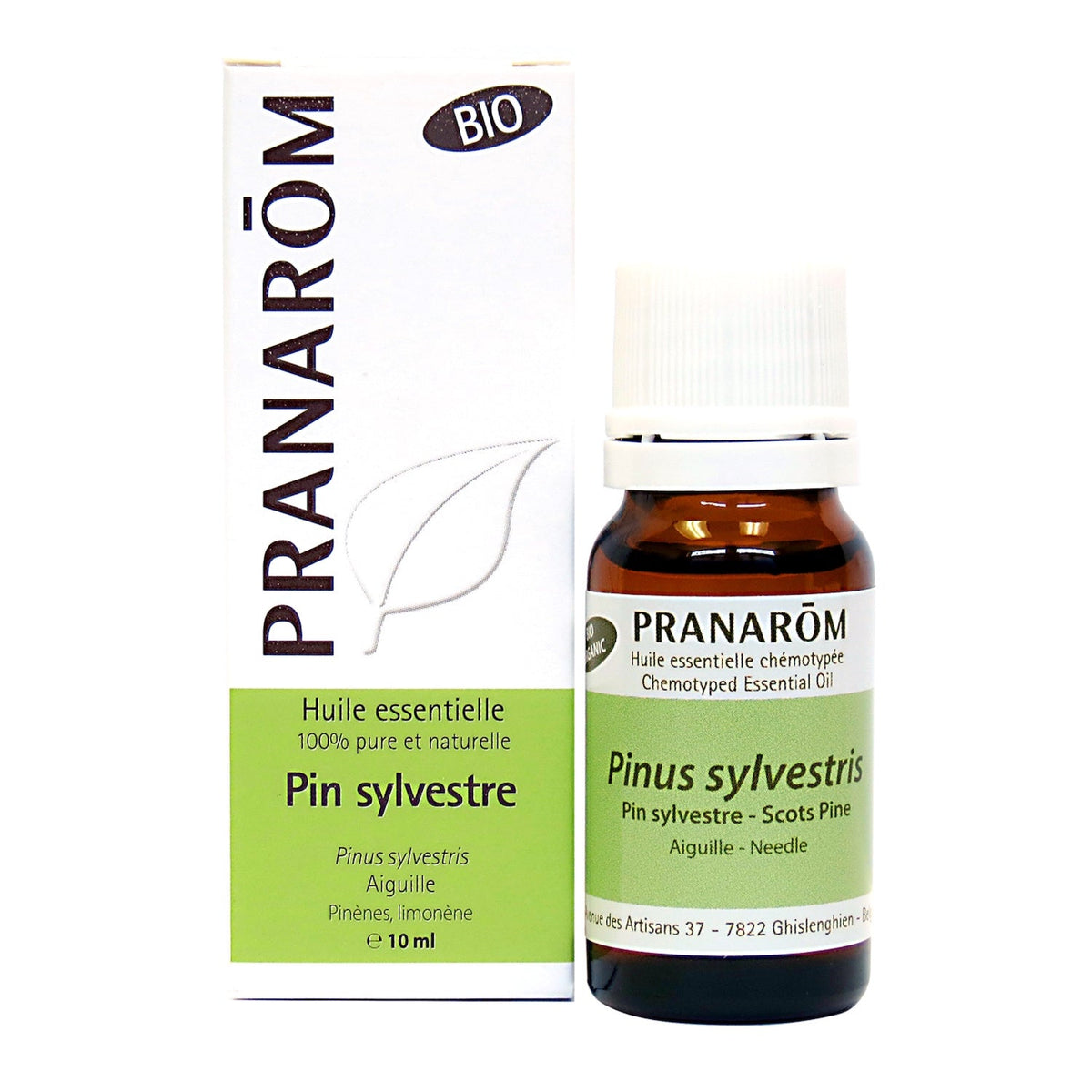 Pin sylvestre