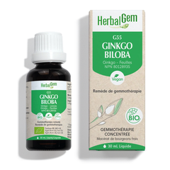 Ginkgo biloba (Ginkgo) G55