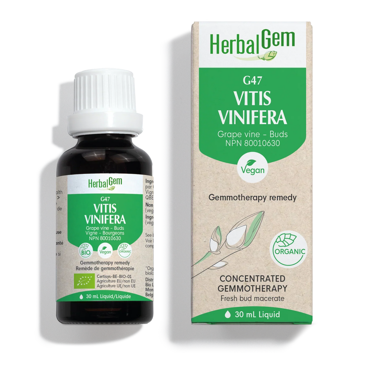 G47 - Vitis vinifera - vigne